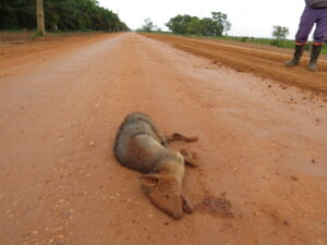 Monitoramento de Fauna Atropelada