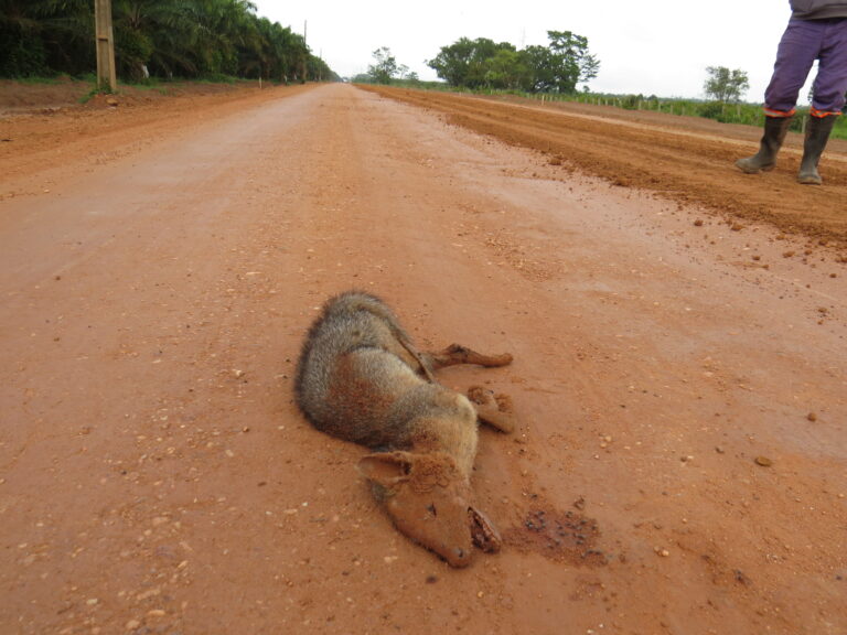 Monitoramento de Fauna Atropelada