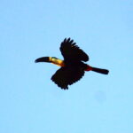 Tucano encontrado no Monitoramento de Avifauna
