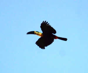 Tucano encontrado no Monitoramento de Avifauna