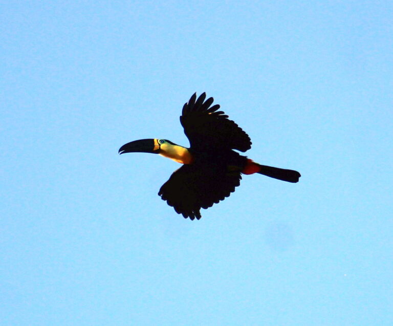 Tucano encontrado no Monitoramento de Avifauna