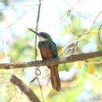 Ariramba encontrado no Monitoramento de Avifauna