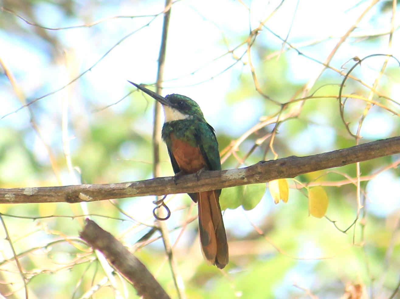 Ariramba encontrado no Monitoramento de Avifauna