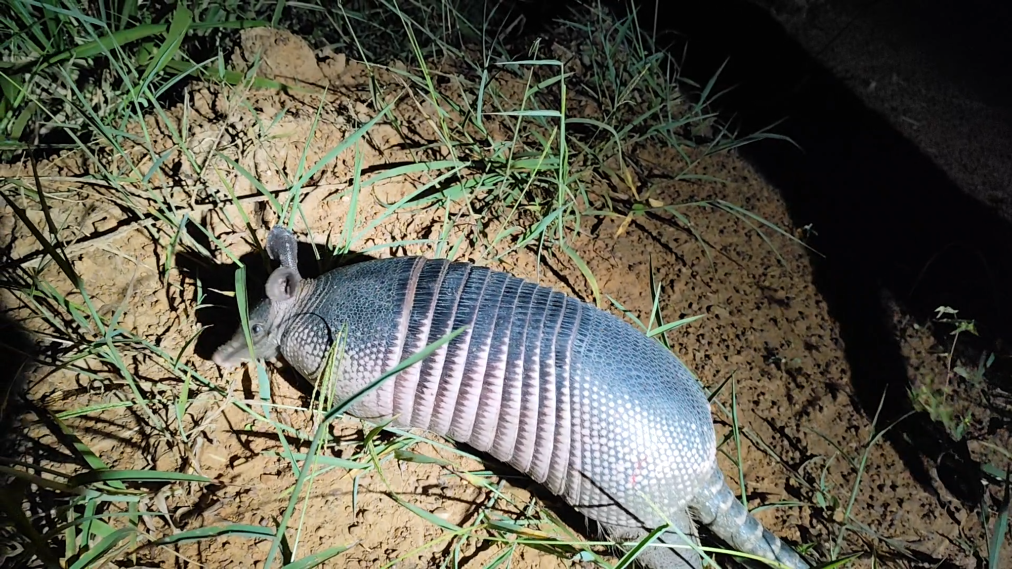 Inventário de fauna