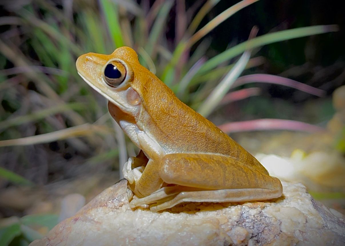 MOnitoramento de fauna