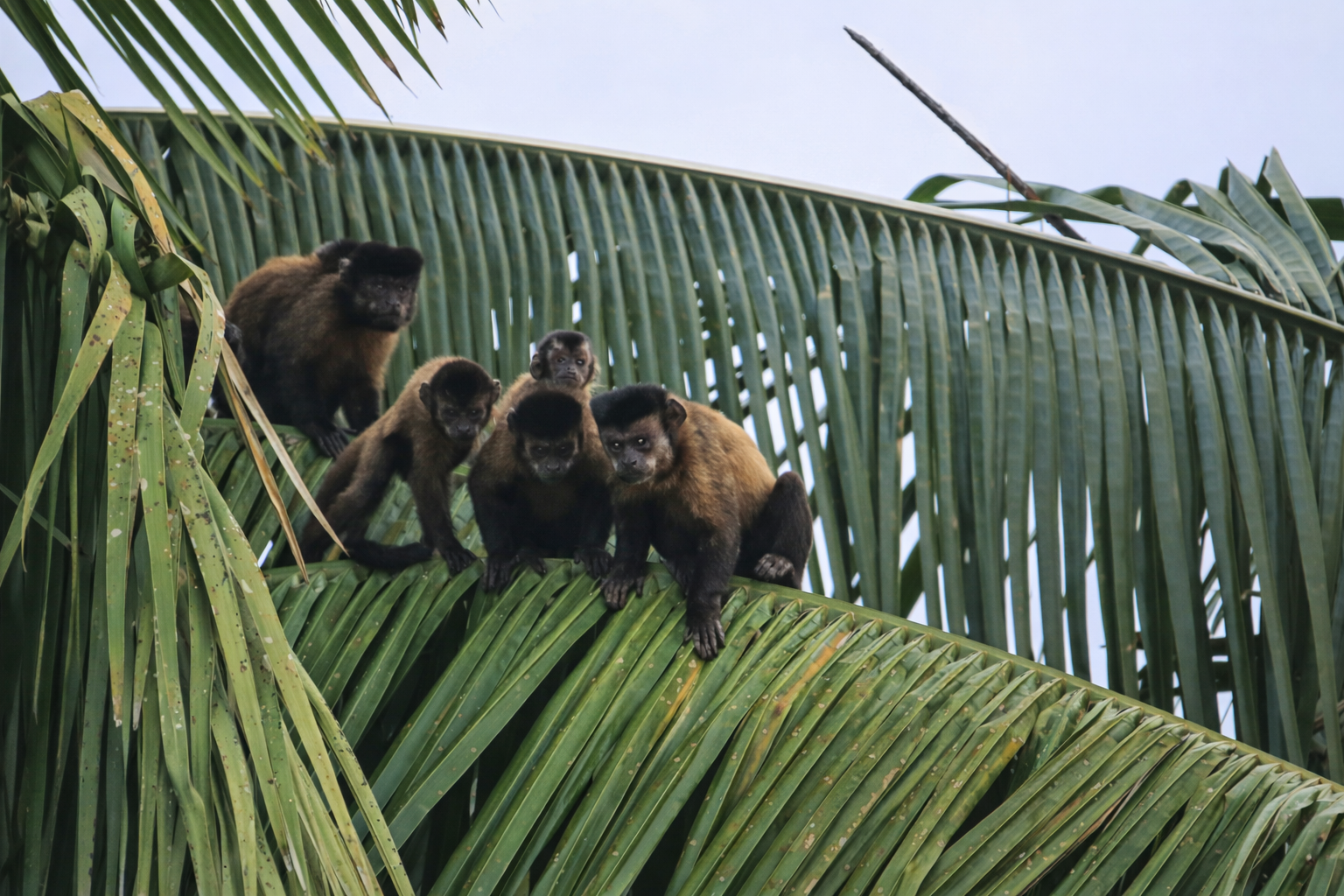 Inventário de fauna