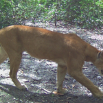 Monitoramento de Fauna