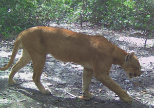 Monitoramento de Fauna