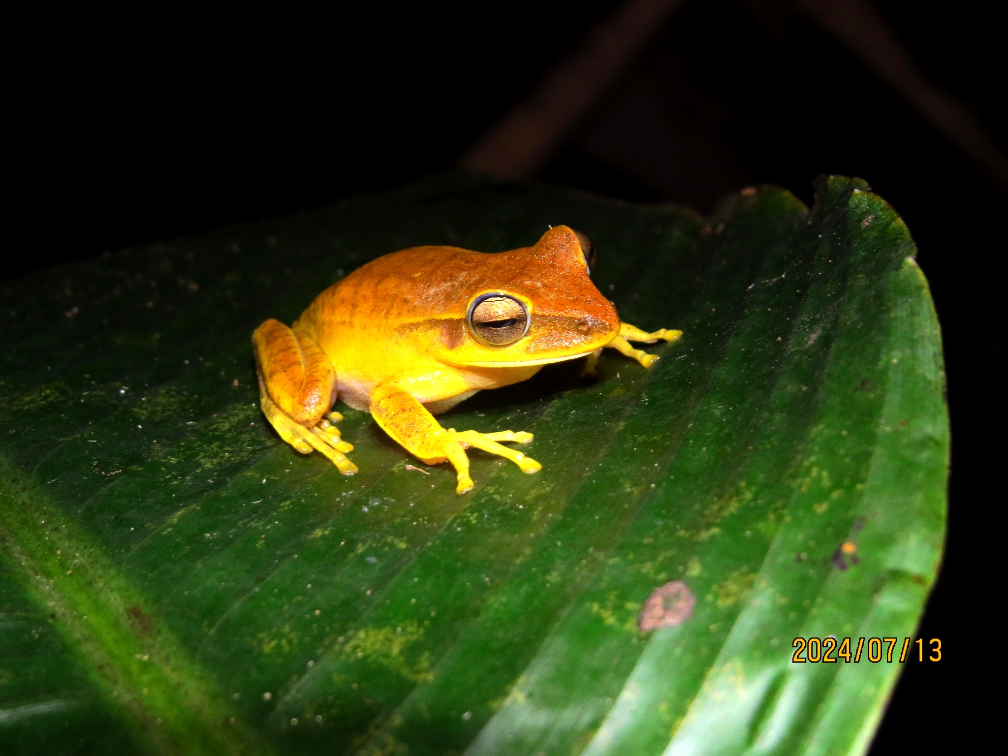 Inventário de fauna