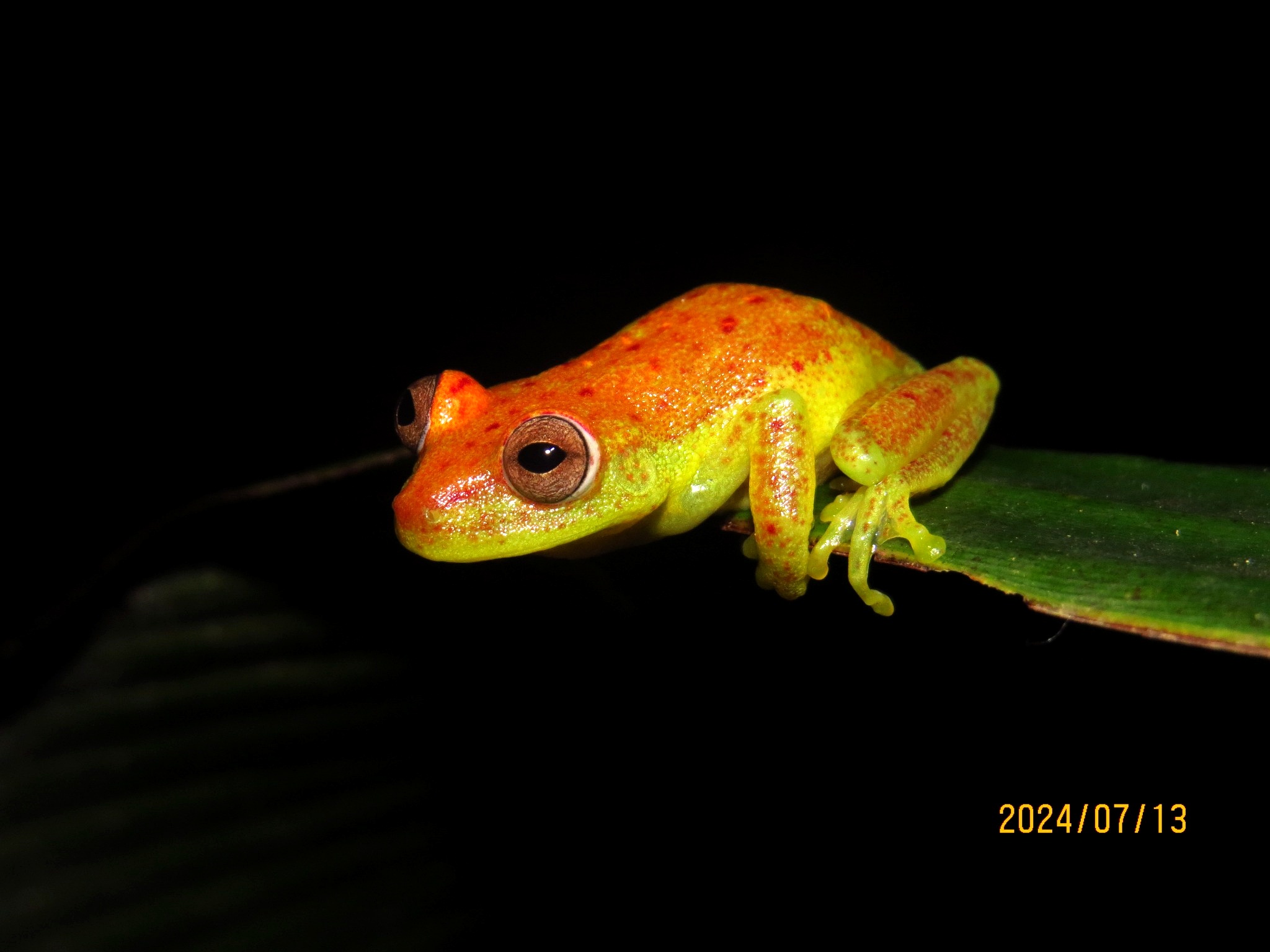 Inventário de fauna