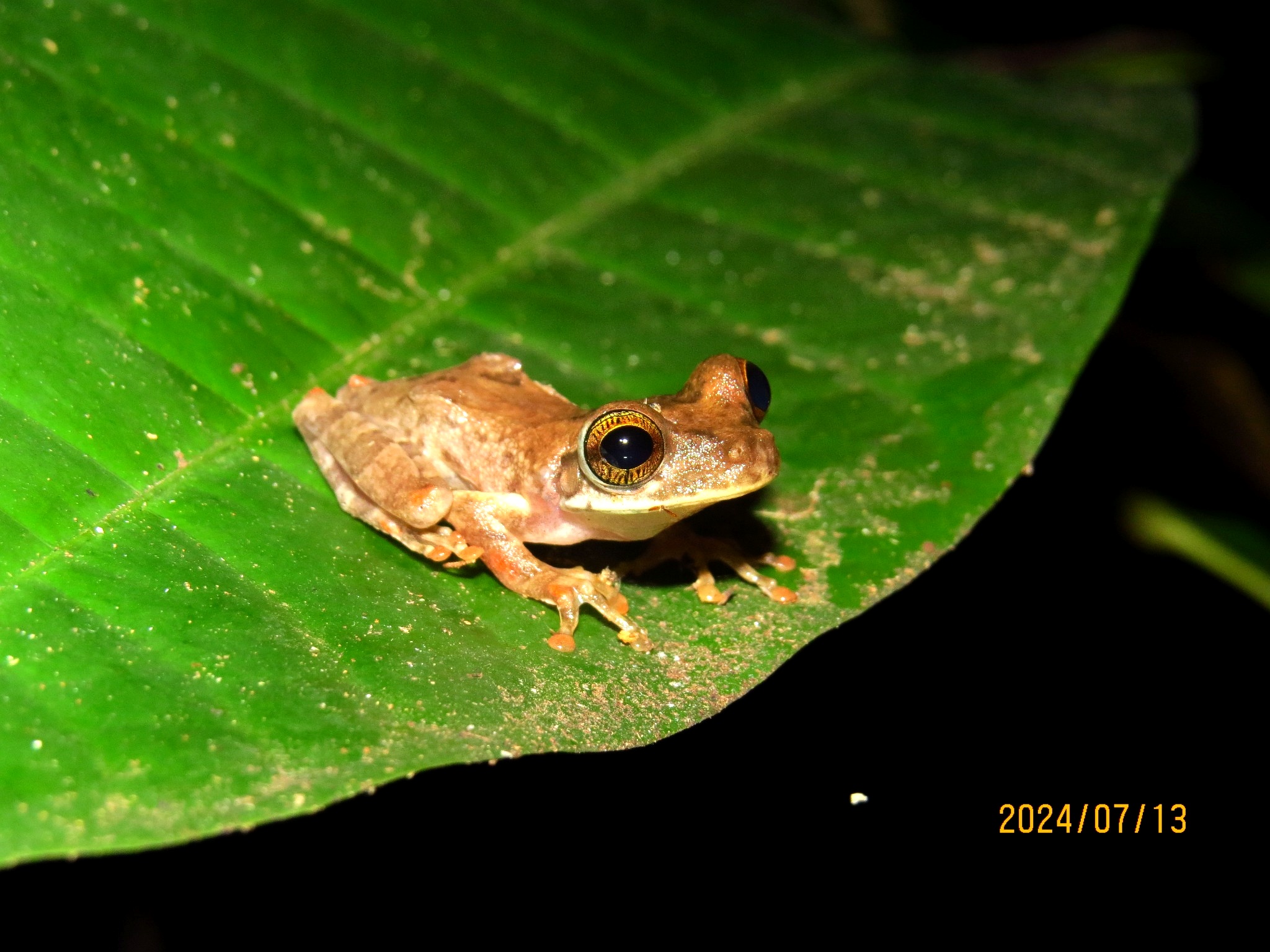 Inventário de fauna
