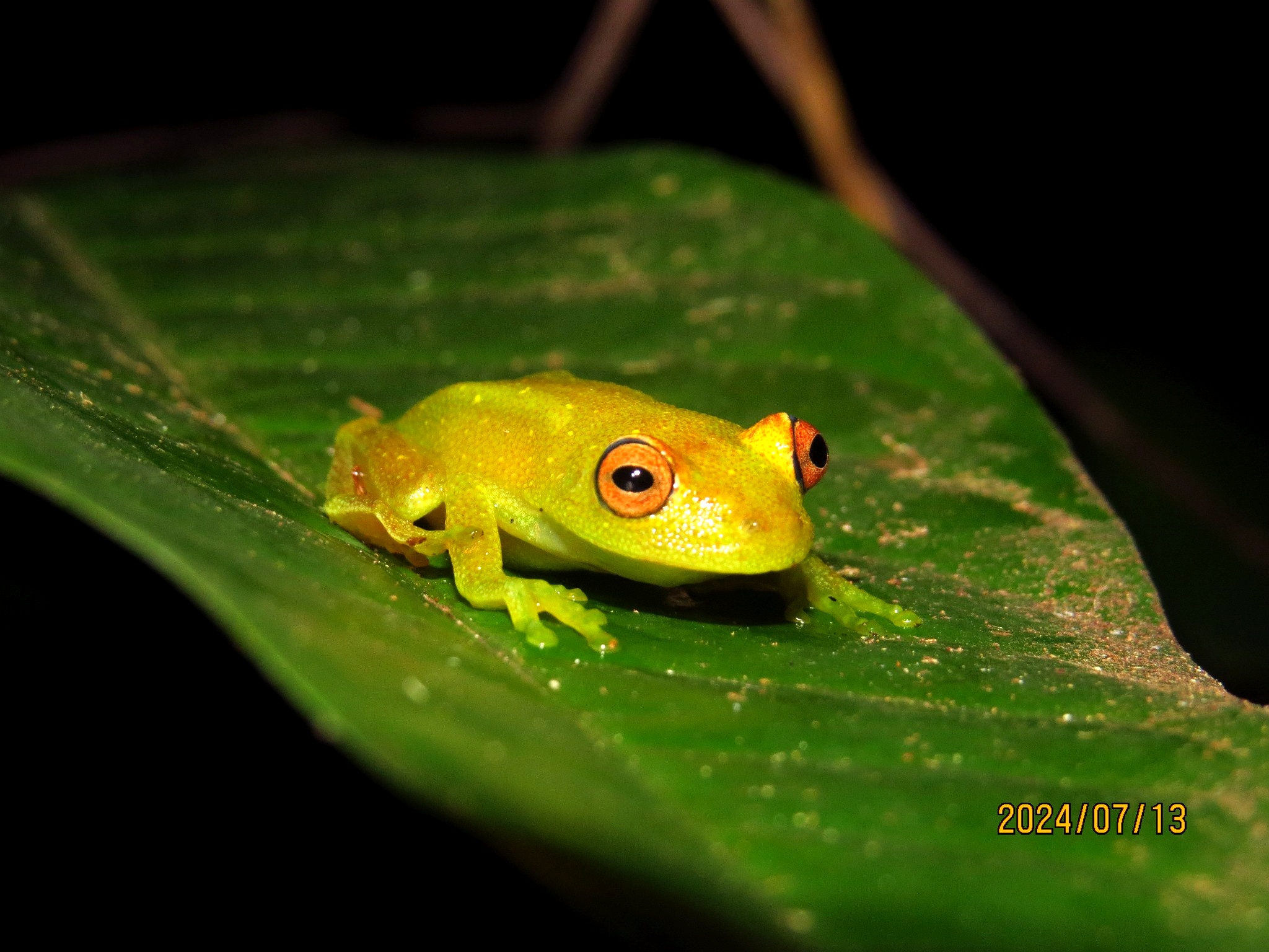 Inventário de fauna