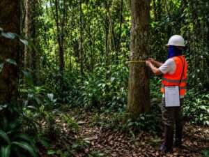 Invetario florestal