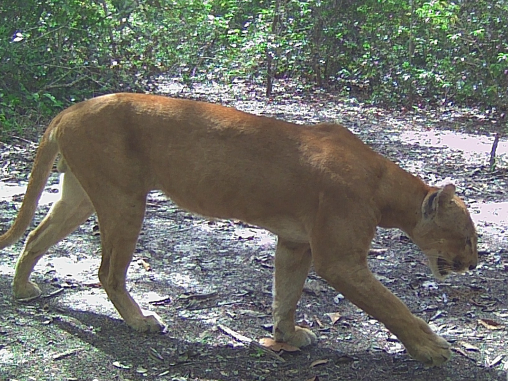 Monitoramento de Fauna