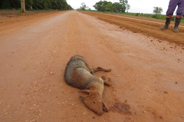 Monitoramento de Fauna Atropelada