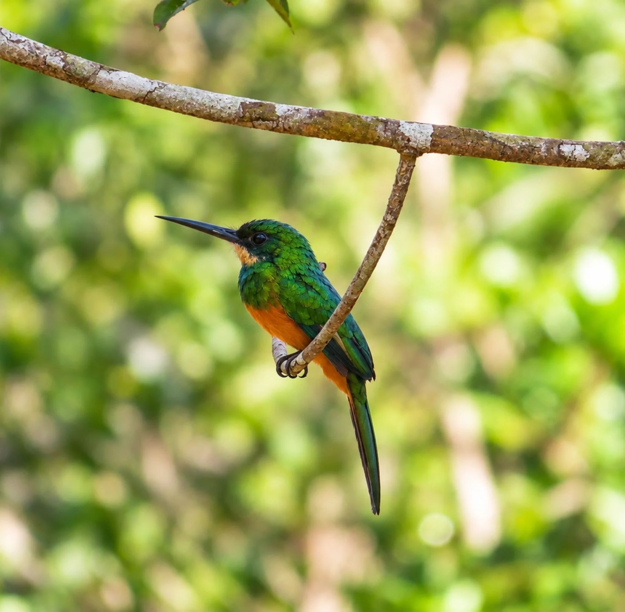 avifauna