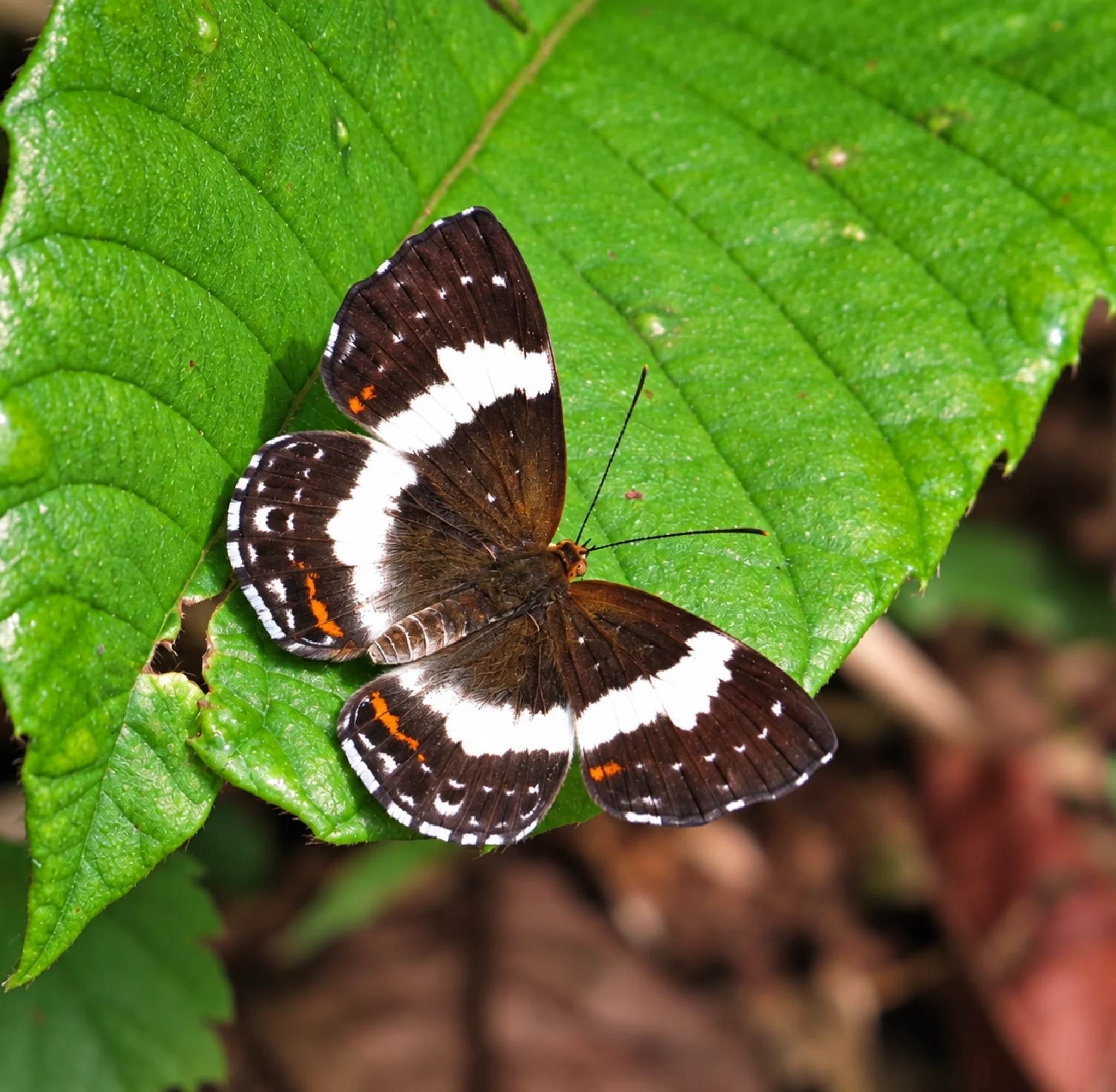 entomofauna