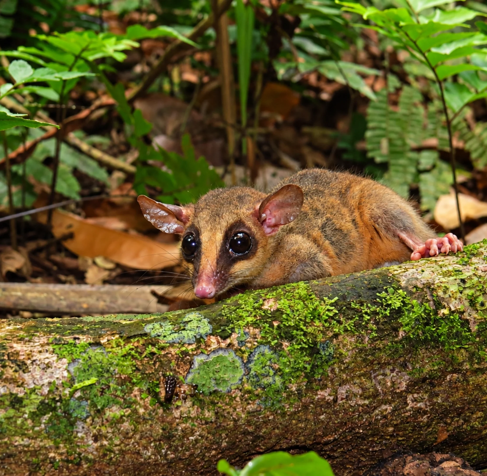 mastofauna terrestre