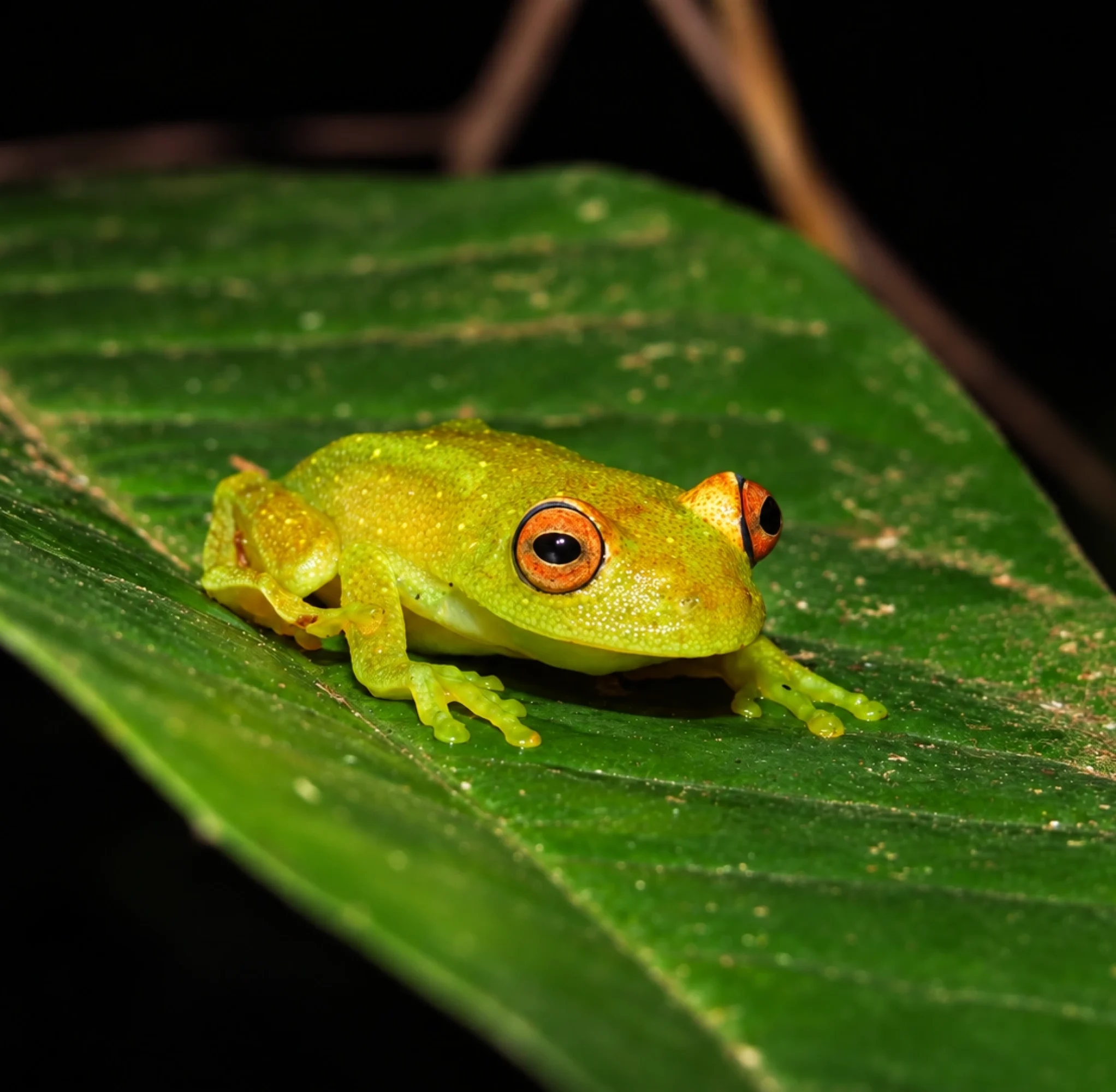 herpetofauna