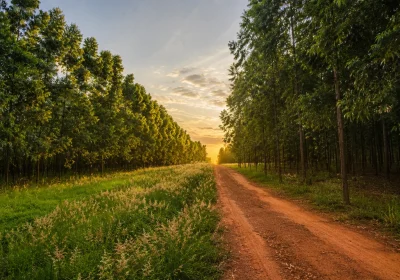 Consultoria ambiental em silvicultura